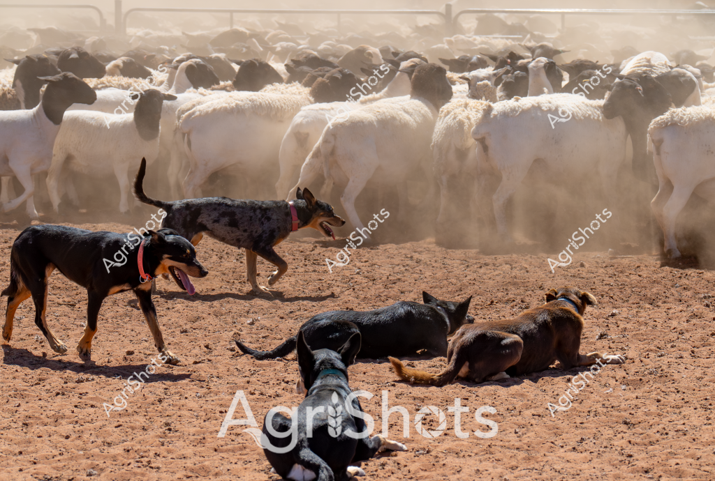 A classic Australian livestock herding scene unfolds, showcasing working dogs managing a large flock of white sheep in a dusty, arid paddock. Several hardy cattle dogs, including black and mottled grey breeds, are strategically positioned around the herd, with some standing alert and others resting on the dry, reddish-brown ground. The dense mob of sheep, predominantly white with dark faces, creates a cloud of dust as they cluster tightly together, suggesting an intense mustering or movement operation.

The dogs appear to be experienced working dogs, wearing red collars and displaying a calm, disciplined approach to herding. Some dogs are standing, while others are lying down, indicating a well-trained team that understands their roles in managing the livestock. The barren, compacted earth and the swirling dust highlight the harsh conditions typical of Australian pastoral landscapes, where skilled dogs are crucial in moving and controlling large sheep herds across challenging terrain.

This image captures the essence of Australian agricultural practice - the partnership between working dogs and farmers in managing livestock in demanding environmental conditions. The scene represents the resilience, skill, and teamwork required in Australia's extensive sheep farming industry.
