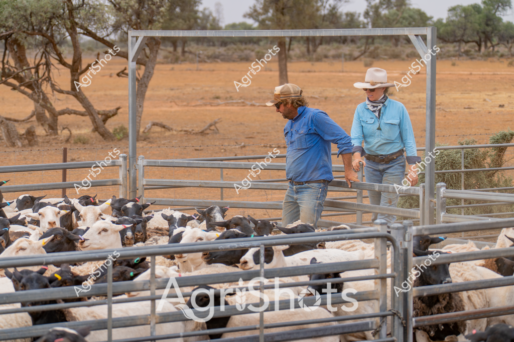 Two men farmers carefully manage a flock of mixed-breed sheep in a dry, arid paddock with scattered eucalyptus trees. Wearing broad-brimmed hats and rural workwear - one in a blue shirt, the other in a light blue top - they stand inside metal livestock yards with multiple pens. The sheep, a mix of white and dark-colored animals, are tightly clustered within the metal fencing, with yellow ear tags visible on many individuals. The landscape behind them is a classic Australian outback scene - reddish-brown earth, sparse vegetation, and twisted tree branches suggesting a drought-affected region. The metal yard structure provides a structured, controlled environment for managing the livestock, highlighting the careful husbandry practices of Australian farmers working in challenging environmental conditions.

The scene captures the essence of rural agricultural management, with the farmers demonstrating close attention to the sheep herd in a harsh, sun-bleached landscape typical of inland Australian farming regions. Their positioning and calm demeanor suggest experienced stockmen working systematically to handle and potentially sort or prepare the flock for further processing or movement.