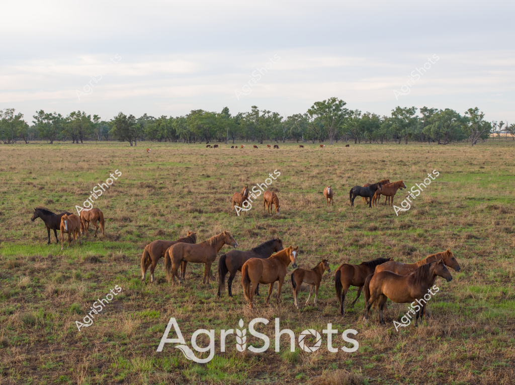 A diverse herd of horses grazes peacefully across a sprawling rural paddock, showcasing the rich variety of coat colors typical of Australian stock horses. Approximately 15-20 horses of different browns, blacks, and chestnut shades stand and move together, representing the robust and versatile horse breeds used in Australian farming and pastoral work. The landscape features a classic Australian rural setting with sparse grassland in the foreground and a line of eucalyptus trees marking the distant horizon under an overcast, soft grey sky. Some horses are clustered in small groups, while others stand more independently, suggesting a natural herd dynamic typical of horses allowed to roam freely on a large station or property. Patches of green grass emerging through the dry, tan-colored ground indicate the transitional season, likely early spring or late winter, when pastures are beginning to recover. The scene captures the essence of Australian horse breeding and management, highlighting the animals' adaptability to challenging rural environments.