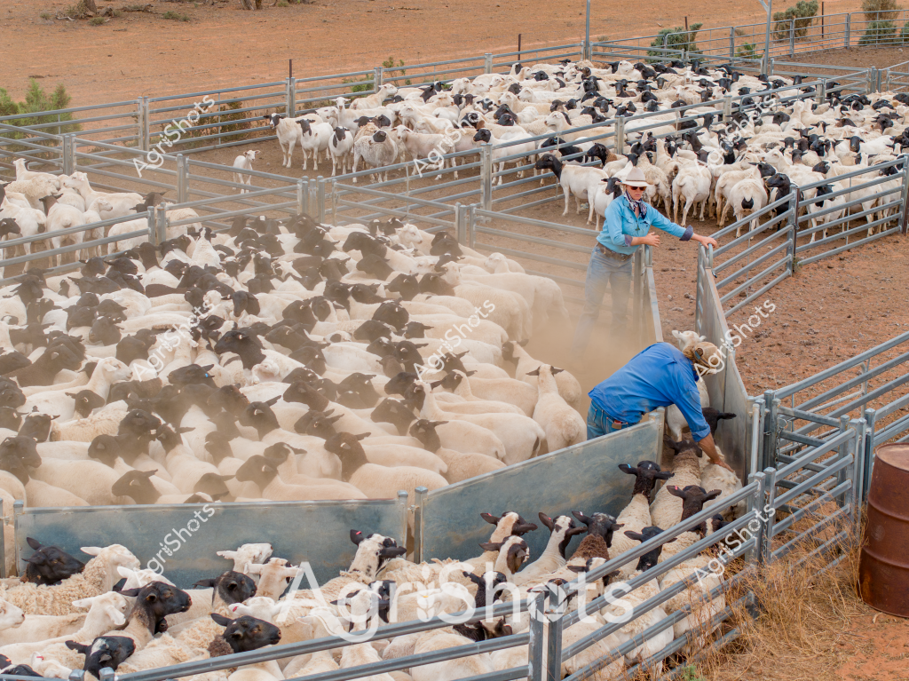 Two men in blue work attire manage a large mob of white and black-headed sheep in a dusty livestock yard. The scene captures a typical Australian sheep farming operation, with densely packed sheep clustered in metal livestock pens under an arid, reddish-brown landscape. One man stands at the gate, while another is positioned within the pen, carefully guiding and sorting the sheep during what appears to be a routine mustering or drafting activity.

The sheep look like a mixed flock of Merino and possibly crossbred lambs, with distinctive black and white coloration. Dust rises around their woolly bodies as they move tightly together, creating a textured, monochromatic scene of agricultural activity. The metal yard panels provide structure and control, essential for managing large numbers of livestock in challenging outback conditions.

The environment suggests a dry, inland Australian setting - likely in a sheep-producing region such as Western New South Wales, South Australia, or Queensland. The stark contrast between the blue-clothed workers, the gray metal infrastructure, and the reddish earth creates a visually striking representation of Australian sheep farming practices.