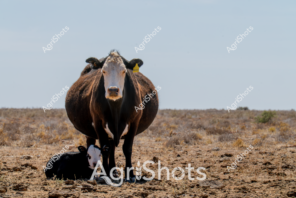 A robust beef cow stands confidently on a dry, sparse pasture, her muscular body showcasing the resilience of Australian cattle breeding. She wears a yellow ear tag, indicating she's part of a managed herd, and is accompanied by a young black and white calf resting at her feet. The landscape appears arid and expansive, with scattered low vegetation and a pale blue horizon typical of Australia's rural rangelands.

The cow's rich brown coat has deep variations in color, from almost black along her back to lighter shades across her belly and face. Her stance is protective, with the calf positioned closely beneath her, highlighting the maternal instincts crucial for survival in challenging agricultural environments. The ground is rocky and parched, suggesting this might be during a dry season or in a drought-affected region.

The image captures the essence of Australian cattle farming - hardy animals adapted to tough conditions, representing the backbone of the nation's agricultural industry. The wide-open space and minimal vegetation underscore the challenging yet beautiful nature of extensive cattle grazing systems prevalent across Australia's interior.