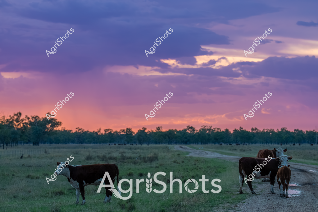 A serene twilight scene captures several black and white beef cattle standing on a dirt track alongside a lush green pasture. The evening sky blazes with a stunning palette of purple, blue, and salmon-pink hues, creating a dramatic backdrop of soft clouds and fading sunlight. Several cows are scattered across the foreground, some standing directly on the dirt road while others graze on the verdant grass, silhouetted against the vibrant sunset. Sparse trees line the distant horizon, creating depth and perspective in this quintessential Australian rural landscape. The tranquil moment represents the peaceful transition between day and night on a typical cattle station, highlighting the natural beauty of Australia's agricultural environments.

The scene suggests late evening during the summer or early autumn season, with the soft light and rich colors indicating a classic pastoral setting. The mix of black and white cattle implies this might be a mixed breed herd, possibly on a property in Queensland or Northern Territory, where such expansive grasslands are common. The dirt track and surrounding vegetation provide context for the agricultural landscape, showcasing the broad, open spaces that characterize Australian rural areas.