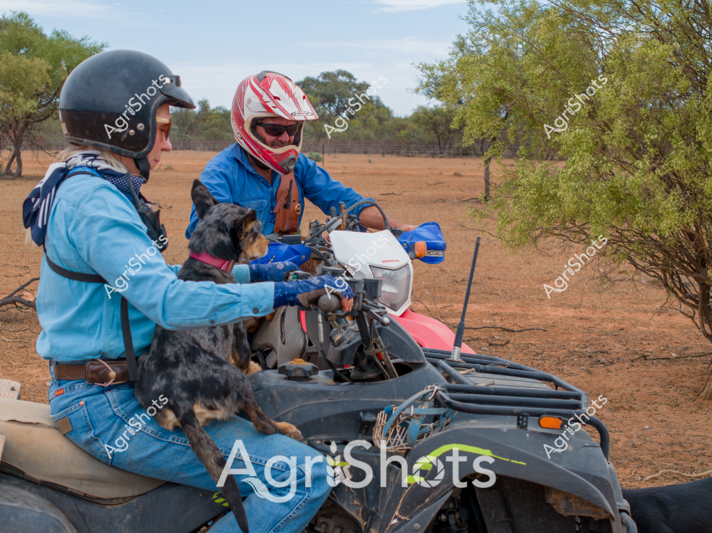 A woman and a man on an all-terrain vehicle (ATV) navigate a dry, sparse Australian rural landscape, accompanied by a small black and tan dog. The pair are wearing protective helmets - the woman in a dark helmet and blue jacket, the man in a red and white racing-style helmet and blue top. The rugged ATV, equipped with cargo racks, is positioned among sparse trees and reddish-brown earth typical of an arid Australian region.

The dog, nestled between the riders, appears calm and secure, suggesting this is likely a working vehicle used for farm or station tasks. Their protective gear and the robust ATV indicate they are prepared for challenging terrain and potentially challenging agricultural work. The landscape around them is characteristic of Australia's inland regions - sparse vegetation, reddish soil, and scattered trees creating a stark but beautiful backdrop that speaks to the resilience required in rural Australian life.

The scene captures the practical, no-nonsense approach of Australian rural workers, where versatile equipment and teamwork are essential for managing large properties and conducting daily agricultural operations. The image embodies the spirit of adaptability and preparedness that defines agricultural work in Australia's challenging environments.
