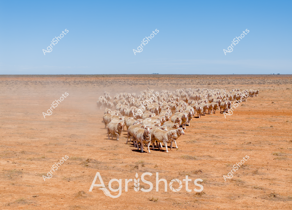 A large flock of Merino sheep stands tightly grouped in a stark, rust-colored landscape under a clear blue sky, showcasing the challenging conditions of an Australian outback station. The woolly white and cream-colored sheep create a dense, uniform mass against the arid, dusty ground, highlighting the resilience of both the animals and the agricultural enterprise. Sparse, low vegetation dots the surrounding terrain, emphasizing the harsh, dry environment typical of inland Australia. The sheep appear well-maintained, their thick fleeces suggesting they are being carefully managed despite the challenging drought-like conditions. The expansive horizon and flat landscape create a sense of isolation and vastness characteristic of large Australian pastoral properties. This image captures the essence of extensive sheep farming in Australia's challenging interior regions, where livestock management requires skill, persistence, and adaptation to extreme environmental conditions.