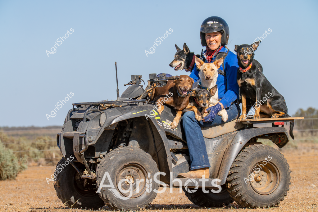 A woman in a blue jacket and protective helmet sits on an all-terrain vehicle (ATV) surrounded by six energetic working dogs in an arid Australian rural landscape. The rugged quad bike appears well-equipped for farm work, with a communication antenna and sturdy rack, positioned on a dry, reddish-brown ground with sparse vegetation. The dogs - a mix of breeds including what seem to be cattle dogs and working breeds - are carefully balanced around the rider, demonstrating remarkable training and companionship. The clear blue sky and open terrain suggest this is a typical scene from an outback station or large agricultural property, highlighting the essential role of both machinery and working dogs in managing extensive rural properties. The rider's confident posture and the dogs' alert expressions capture the spirit of Australian rural work - adaptable, resilient, and deeply connected to the landscape.