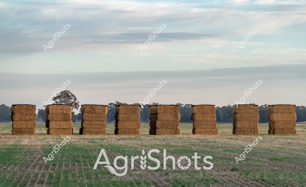 A series of golden hay bales stands neatly arranged in a linear formation across a rural agricultural landscape, creating a rhythmic pattern against the soft, overcast sky. The rectangular straw bales, tightly compressed and stacked vertically, represent the result of careful harvesting and storage techniques used by Australian farmers. Muted green and brown grasses of the harvested paddock stretch out before the hay stacks, with distant eucalyptus trees marking the horizon line. The uniform arrangement of the bales suggests systematic agricultural practice, highlighting the precision and efficiency of modern farming methods. A subtle gradient of soft blues and grays in the sky provides a gentle backdrop to the golden-brown tones of the hay, creating a classic Australian rural scene that captures the essence of broadacre farming and hay production.
