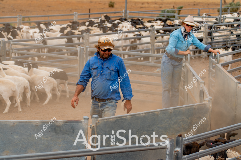 A man and a woman livestock managers work together in a dusty cattle yard, carefully managing a herd of white and dark-colored goats within metal livestock pens. The man, wearing a blue work shirt, brown cap, and sunglasses, walks along the metal gate, while a woman in a light blue shirt and white hat stands at another section of the fencing. The surrounding landscape appears arid, with dry golden grasslands and sparse vegetation visible in the background, suggesting this is likely a rural station or property in an inland region of Australia. Metallic livestock handling equipment creates a structured grid around the animals, who are clustered tightly within the enclosed spaces. The scene captures the careful, methodical approach of professional livestock management, highlighting the skill and teamwork required to handle and move herds in challenging agricultural environments.