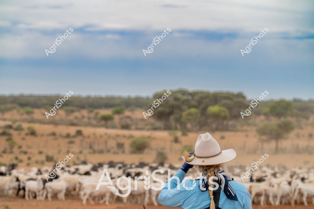 A woman stockman in a wide-brimmed pale cowboy hat and blue long-sleeved shirt stands with her back to the camera, surveying a large herd of white sheep across a dry, golden rural landscape. The expansive paddock stretches toward a distant tree line of eucalyptus and scrub, under a soft blue and cloudy sky typical of the Australian interior. Her posture suggests she is carefully monitoring the flock, which appears to be a large mob of merino sheep grazing across the arid terrain. The scene captures the quintessential Australian pastoral landscape - a wide-open space where livestock farming defines the rhythm of life, with sparse vegetation and an endless horizon suggesting the challenges and resilience of rural agricultural work. The woman's blue shirt and white hat stand in sharp contrast to the earthy browns and greens of the surrounding landscape, highlighting her role as a central figure in managing the livestock.