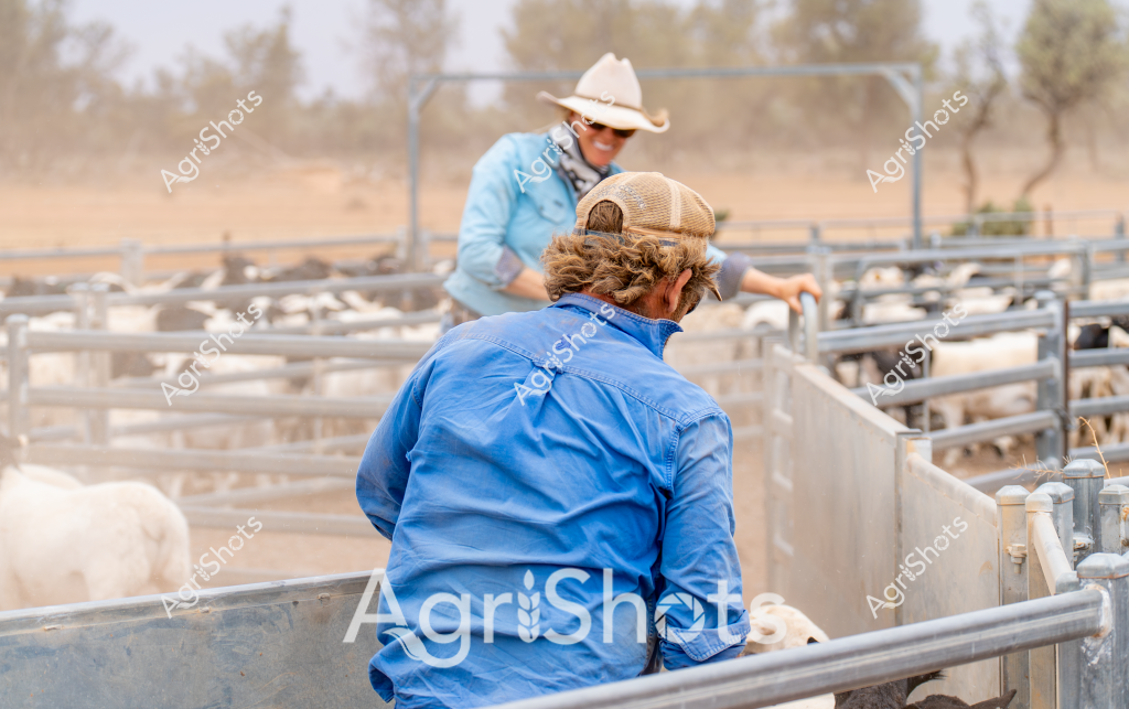 Two workers in blue shirts and protective hats manage a mob of sheep in a rural livestock yard during what appears to be a dry, dusty day. A woman in a light blue shirt and white cowboy hat stands at one end of the metal livestock pen, while another worker in a blue shirt faces away in the foreground. The metal cattle yards create a structured grid against a sparse, arid landscape with scattered trees visible in the background. Sunlight casts a warm, hazy atmosphere over the scene, highlighting the textured landscape and the workers' focused movements as they manage the livestock. The curly-haired worker's cap and protective clothing underscore the practical approach to stock management in challenging rural conditions.

The image captures the essence of Australian livestock management - resilient workers navigating harsh environmental conditions while carefully handling the sheep herd. The metal infrastructure and protective clothing speak to the professional and methodical approach to agricultural work in challenging rural settings.