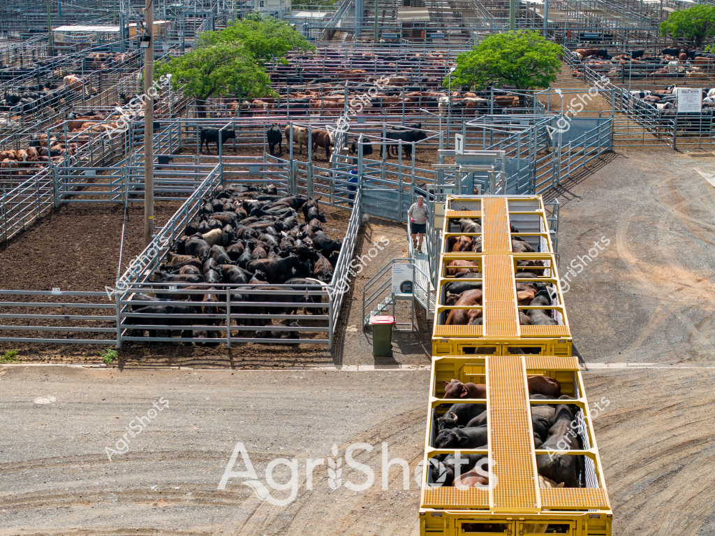 A bustling livestock processing facility showcases multiple pens of black cattle in a complex metal yard system. A series of bright yellow multi-level loading decks stand ready for animal transportation, with cattle carefully sorted and positioned on different compartment levels. A person wearing light-colored clothing can be seen standing on one of the elevated walkways, monitoring the livestock movement and sorting process. The facility appears meticulously organized, with multiple interconnected metal pen sections allowing efficient animal management and movement. Green trees punctuate the background, providing some natural contrast to the industrial agricultural infrastructure. The ground is dusty and compact, typical of a high-traffic livestock handling area, with precise metal fencing defining each processing zone.

The scene represents a professional cattle handling operation, demonstrating the sophisticated infrastructure required for modern livestock transportation and management. The yellow transport decks and intricate metal pen system highlight the technical precision involved in moving and sorting livestock, showcasing Australia's advanced agricultural logistics and animal handling practices.