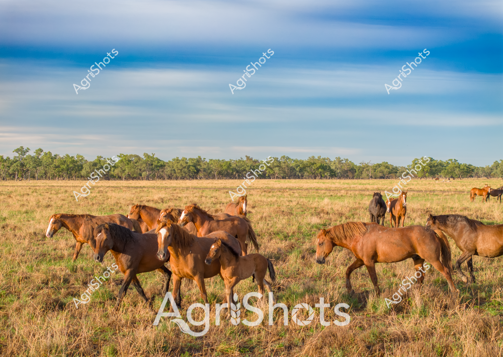 A captivating pastoral scene showcases a herd of horses grazing on a dry grassland, with a line of eucalyptus trees defining the distant horizon under a soft blue and cloudy sky. The horses, varying in shades of chestnut, brown, and dark bay, are scattered across the golden-brown pasture, some standing individually while others cluster together. A few younger horses or foals can be seen among the adult horses, highlighting the natural herd dynamics of these free-ranging animals. The landscape appears to be a typical Australian rural setting, likely in a region like Queensland or the Northern Territory, where horses are often part of large station or property environments. The dry grass and sparse vegetation suggest it might be during the dry season, when pastures take on a more subdued, weathered appearance. The horses move leisurely, demonstrating a sense of calm and freedom in their expansive natural habitat, embodying the rugged beauty of Australian rural landscapes.