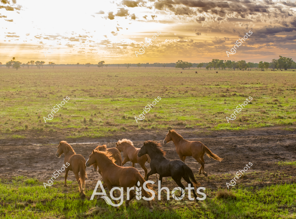 A dynamic scene captures a herd of horses galloping across a sunlit rural landscape at dawn or dusk. Six horses - a mix of chestnut and dark brown coats - thunder across a dry dirt track bordered by lush green grass, their manes and tails flowing with motion against a dramatic cloudy sky. The expansive paddock stretches toward the horizon, dotted with scattered eucalyptus trees and creating a quintessential Australian rural vista. Soft golden light bathes the landscape, highlighting the muscular forms of the horses and casting long shadows across the terrain. The horses appear to be moving with purpose, perhaps being mustered or simply enjoying the freedom of the open grassland. The scene epitomizes the wild spirit of Australian horse breeding and rural landscapes, capturing a moment of raw energy and natural beauty.