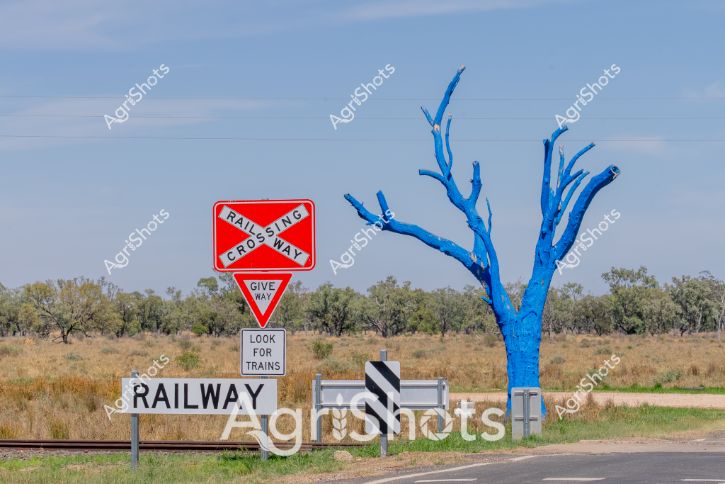 A vivid blue tree stands sentinel beside a railway crossing in a rural Australian landscape, its stark coloration creating a striking contrast against the muted grasslands and scattered gum trees. A prominent red and white railway crossing sign warns travelers to "GIVE WAY" and "LOOK FOR TRAINS", highlighting the potential hazards of this rural intersection. The blue tree, likely an artistic installation or deliberately painted, adds an unexpected and surreal element to the otherwise typical Australian bush scene. Dry grasslands stretch toward the horizon, punctuated by scattered eucalyptus trees, representing the harsh yet beautiful agricultural landscape. The railway tracks cut through the landscape, a critical infrastructure connecting rural communities and supporting agricultural transportation. The clear sky and open terrain capture the essence of a typical Australian rural setting, where infrastructure and nature coexist in a delicate balance.