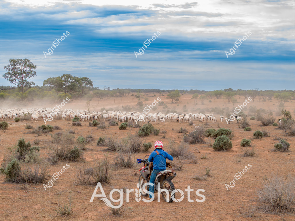 A motorcyclist herds a large flock of white sheep across a dry, expansive Australian outback landscape. The rider, wearing a blue jacket and distinctive helmet, navigates the dusty terrain on a trail bike, expertly guiding the sheep through sparse scrubland with scattered native bushes. The landscape is characterized by reddish-brown earth, low saltbush and bluebush shrubs, and eucalyptus trees dotting the distant horizon. Pale blue skies with soft cloud formations provide a dramatic backdrop to the pastoral scene, highlighting the challenging environment of inland Australia. A slight dust cloud rises from the sheep's movement, emphasizing the arid conditions and the dynamic nature of livestock mustering in remote agricultural regions. The image captures the quintessential Australian rural experience of managing livestock across vast, unforgiving landscapes.