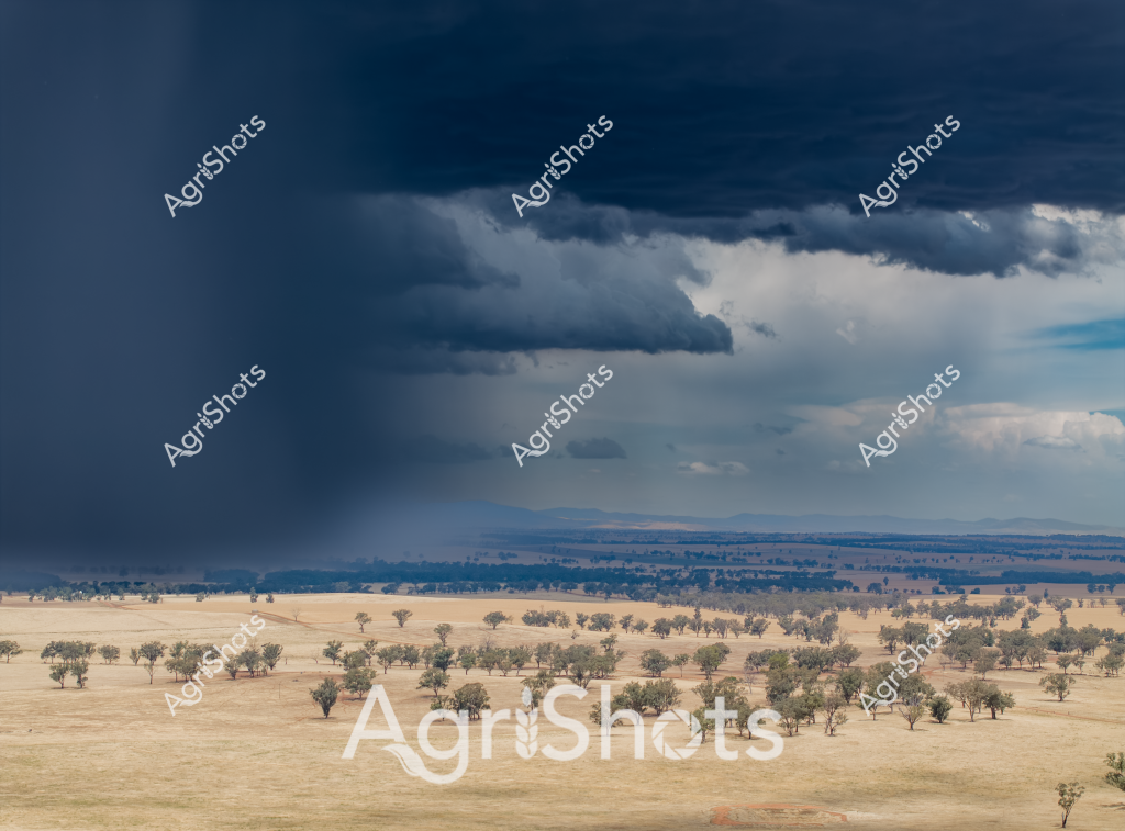A dramatic storm cloud looms over a sparse woodland landscape, capturing the raw atmospheric drama of an Australian rural setting. Scattered eucalyptus trees punctuate a golden dry grassland, their silvery-green foliage standing stark against the parched paddock. Dark, heavy storm clouds gather menacingly on the horizon, promising potential rainfall to the drought-stressed landscape below. The scene epitomizes the challenging environmental conditions of inland Australia, where vegetation survives through remarkable resilience. Layers of cloud create a moody, textured skyscape - deep navy transitioning to lighter grey, with hints of blue peeking through - representing the dynamic and unpredictable nature of rural weather patterns. The expansive vista stretches toward distant mountain ranges, illustrating the vast, open character of the Australian agricultural terrain.