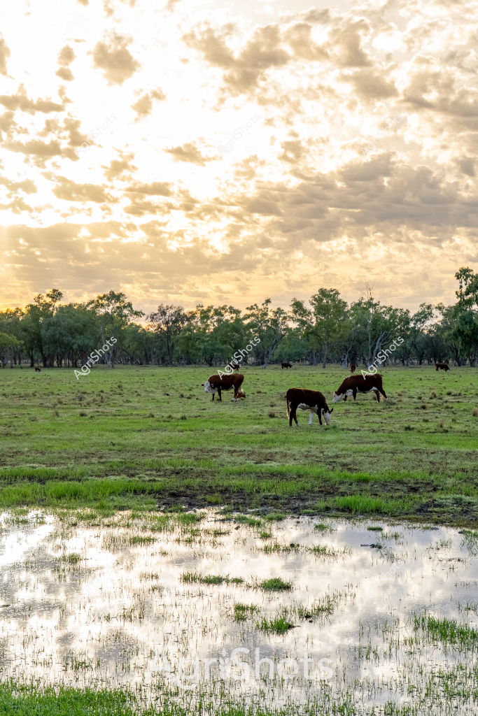 A serene pastoral scene captures several dark-colored cattle grazing peacefully in a lush green pasture during a golden sunrise or sunset. Scattered trees line the horizon, creating a classic Australian rural landscape with soft, cloud-dappled skies in warm sepia and golden tones. In the foreground, a reflective water pool mirrors the cloudy sky, adding depth and texture to the grassland. The cattle, likely beef breed, are spread across the verdant paddock, some grazing while others stand quietly, embodying the tranquil rhythm of rural life. Scattered trees provide subtle breaks in the landscape, their silhouettes creating a sense of depth against the luminous sky. The image captures the essence of Australian agricultural scenery - a quiet moment of pastoral productivity where livestock graze freely in an expansive, natural setting.
