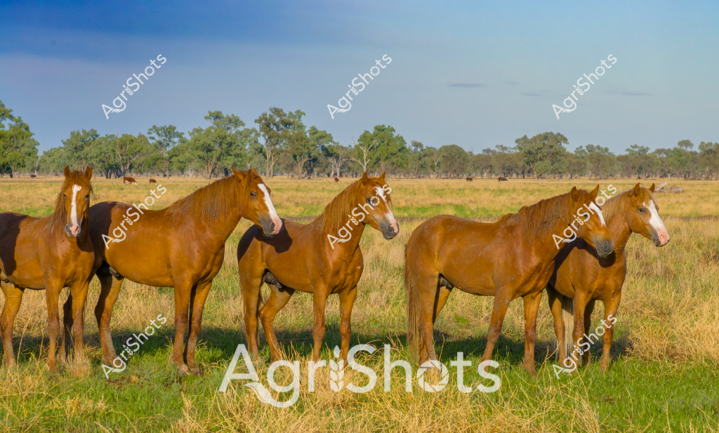 This captivating image showcases a stunning herd of chestnut horses standing in a classic Australian rural landscape. Five horses with rich golden-brown coats and distinctive white facial markings are positioned across a grassy paddock, their muscular forms creating an elegant line against a backdrop of eucalyptus trees and open grasslands. The horses appear alert and calm, standing in a relaxed formation that suggests they are part of a well-managed pastoral property.

The landscape is quintessentially Australian - a wide, open grassland with scattered gum trees stretching across the horizon, creating a soft green and blue palette that speaks to the expansive nature of rural Australia. The horses' coats are a uniform warm chestnut color, with subtle variations in shade and a healthy, glossy appearance that indicates good nutrition and care. Their positioning suggests they might be part of a breeding program or a working horse herd used for station work, mustering, or other agricultural activities.

The scene captures the serene beauty of Australian horse breeding and pastoral life, with the horses standing proudly in their natural environment, embodying the strength and grace of these magnificent animals that play such a crucial role in rural Australian culture and agricultural practices.