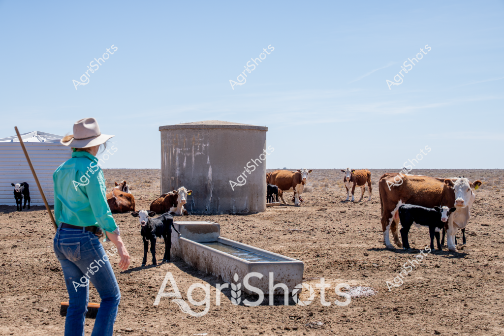 A man stockman in a turquoise shirt and wide-brimmed hat surveys a dry, arid cattle paddock with several brown and white beef cattle. A large grey water storage tank and concrete water trough stand in the center of the barren landscape, providing essential hydration for the small herd. Multiple cows and calves, including some black and some brown and white-marked animals, are scattered around the water infrastructure, indicating a typical rural Australian cattle station environment. The ground is dusty and brown, suggesting drought or dry seasonal conditions typical of Australia's interior regions. The stockman's stance - with a long stick or staff - suggests he is monitoring the livestock and checking their access to water in this harsh, open landscape.