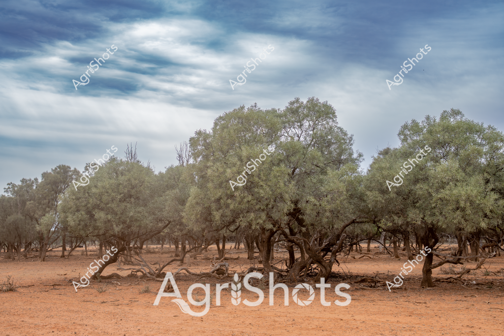 A gnarled grove of olive trees stands resilient in a stark, arid landscape, their silvery-green foliage contrasting dramatically with the rich terracotta-colored earth. The trees exhibit twisted, weathered branches that speak to years of surviving harsh drought conditions, their roots anchored deeply into the parched ground. Clouded blue skies drift overhead, creating a moody backdrop that emphasizes the landscape's challenging environment. The trees are spaced deliberately, suggesting this is likely an olive plantation in one of Australia's more arid agricultural regions, possibly in Western Australia or South Australia. The scene powerfully captures the resilience of Australian agricultural landscapes, where farmers and plant life alike must adapt to extreme and unforgiving conditions. The muted color palette of dusty browns, soft greens, and steel-blue skies creates a sense of both fragility and endurance characteristic of rural Australian ecosystems.