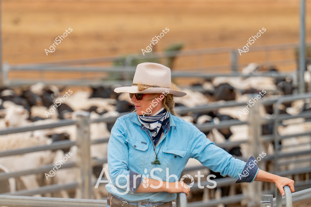 A woman stockman wearing a white wide-brimmed hat and sunglasses stands confidently in a livestock yard, leaning against metal fencing with a herd of sheep visible in the background. Dressed in a light blue work shirt with rolled-up sleeves and a striped neck scarf, she embodies the practical and resilient spirit of Australian rural workers. The metal yard panels create a structured environment, containing a dense flock of sheep with varying shades of white and gray wool. The warm, golden-toned background suggests a typical Australian pastoral landscape, likely during mid-morning or early afternoon. Her posture and attire reflect the professional and no-nonsense approach of contemporary livestock management, showcasing the ongoing role of skilled workers in managing agricultural operations.