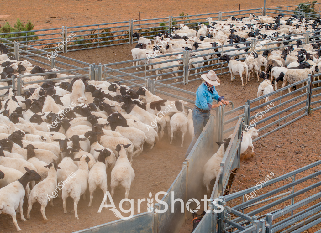 A man stockman wearing a wide-brimmed hat and blue work shirt manages a large mob of white and black-faced sheep in a metal livestock yard. The sheep - which appear to be a mix of Dorper and Merino breeds - are densely packed into interconnected metal cattle yards with a dusty, reddish-brown ground typical of Australian agricultural landscapes. The stockman carefully works the gate and sorting pens, guiding the sheep through the precise metal infrastructure designed for efficient livestock movement and management. Dozens of sheep with distinctive white bodies and black faces crowd together, creating a textured landscape of woolly forms and movement. The scene captures the precision and skill of Australian livestock management, with the man's controlled movements contrasting against the fluid, shifting mass of sheep. The environment suggests an arid or semi-arid region, with the bare earth and metal yards indicating a professional, well-maintained agricultural operation.