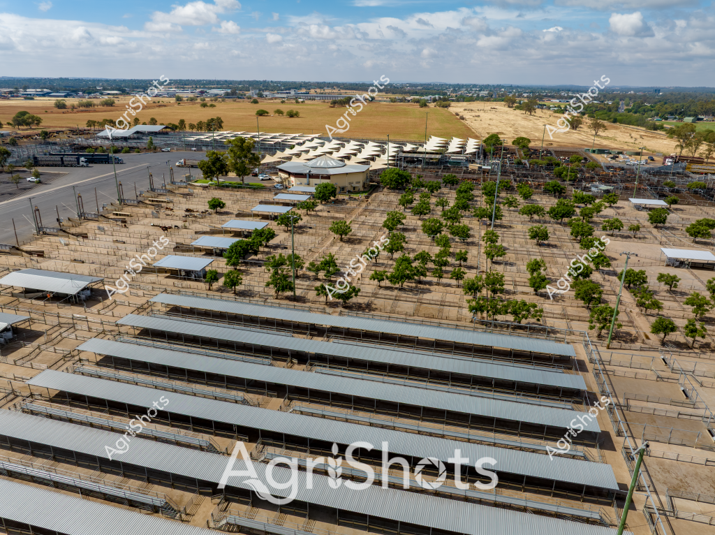 An expansive aerial view of a modern livestock facility reveals a systematic agricultural complex featuring multiple long, covered livestock sheds with metal roofing. Strategically planted trees are interspersed throughout the sandy-colored ground, providing shade and windbreaks across the extensive property. The facility appears designed for efficient animal management, with carefully constructed pens, walking areas, and sheltered spaces that maximize animal welfare and operational productivity.

The landscape surrounding the facility is characterized by open paddocks and distant rural infrastructure, with a backdrop of golden fields and scattered trees extending to the horizon. Multiple metal-roofed structures of varying lengths are arranged in parallel rows, suggesting a highly organized approach to livestock management. Lightweight shade structures and carefully planned vegetation contribute to the facility's professional and considered design.

The aerial perspective highlights the scale and precision of modern agricultural infrastructure, showcasing how contemporary farming operations integrate functional design with animal husbandry best practices. Fencing, access routes, and strategic building placement demonstrate a sophisticated approach to livestock management in what appears to be an arid or semi-arid Australian agricultural setting.

The expansive view captures the intersection of engineering, animal care, and agricultural innovation, revealing a meticulously planned livestock facility that represents the advanced state of Australian agricultural practices.