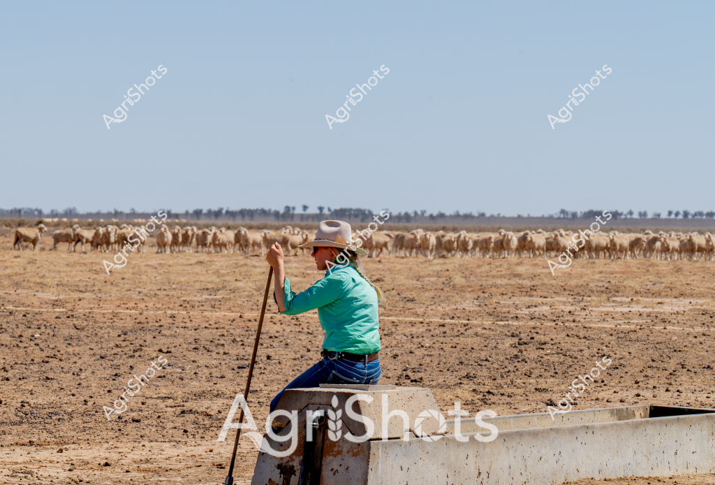 A woman stockman sits atop a concrete water trough, surveying a large herd of light-colored cattle grazing across a dry, dusty paddock under a pale blue sky. Wearing a green shirt, blue jeans, and a wide-brimmed hat, she leans on a long wooden stock stick, embodying the resilient spirit of Australian rural life. The landscape appears parched and sun-baked, with sparse vegetation and a distant line of trees marking the horizon, suggesting challenging drought conditions typical of inland Australia. 

The herd, likely beef cattle, spreads out across the expansive golden-brown landscape, their pale bodies creating a textured pattern against the arid ground. The scene captures the essence of pastoral management - a lone stockwoman monitoring the livestock in a harsh, unforgiving environment that demands constant vigilance and skill. Her posture and positioning reveal an intimate connection with the land and the animals, representing the enduring tradition of Australian agriculture.

This image powerfully illustrates the challenging conditions faced by farmers and livestock managers in rural Australia, where survival depends on careful stewardship and adaptability in an often unforgiving landscape.
