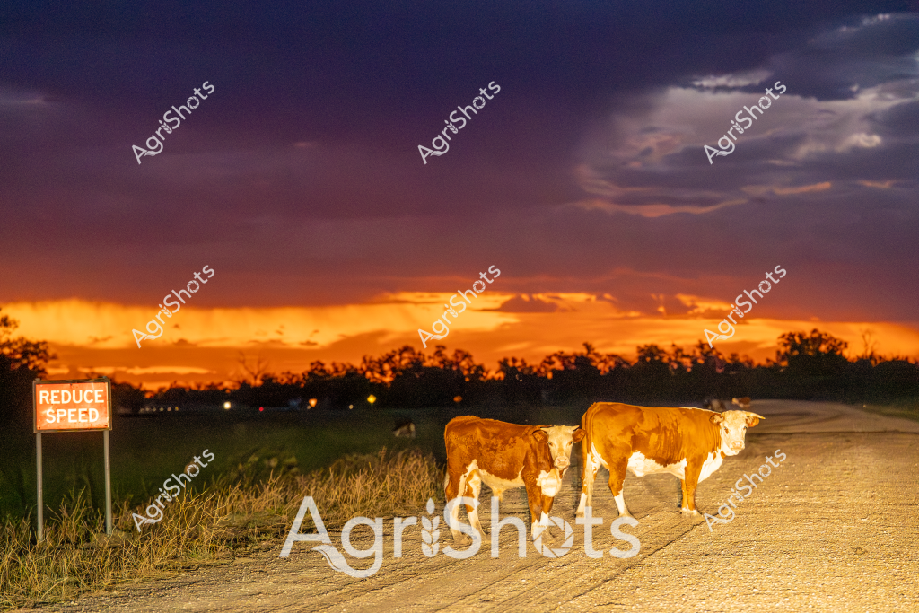 A sunset landscape captures two golden-brown cattle standing on a dusty rural road, with a "Reduce Speed" sign visible nearby. The sky blazes with dramatic orange and deep purple clouds, creating a stunning backdrop of warm light across the horizon. Silhouetted trees line the distant treeline, while the cattle stand calmly on the dirt road, their tan and white coats illuminated by the evening's golden glow. The "Reduce Speed" sign suggests this is a typical rural Australian road where livestock might unexpectedly cross, requiring drivers to be cautious. The scene epitomizes the tranquil yet potentially hazardous nature of Australian rural roads, where farm animals and wildlife frequently interact with transportation routes.

The image powerfully captures the intersection of agricultural life and rural infrastructure, with the cattle appearing calm and unperturbed by their roadside location. The stunning sunset provides a dramatic, almost cinematic quality to this everyday rural scene, highlighting the beauty of Australia's agricultural landscapes.