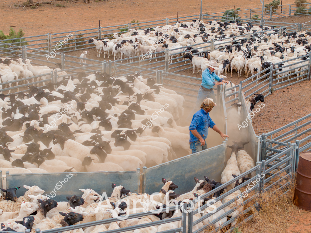 In this arid Australian pastoral scene, two experienced livestock managers work together to manage a large flock of black and white sheep in a metal yard system. A woman in a bright blue shirt and a man in a similar shirt are carefully guiding and sorting the sheep through metal gates and pens, creating swirling clouds of red dust beneath their feet. The landscape is a classic dry outback setting, with reddish-brown earth, sparse vegetation, and metal livestock yards that stretch across the frame. The sheep - likely a mixed breed of black-headed and white-bodied stock - are densely packed into the different paddock sections, demonstrating a typical mustering and sorting operation common in Australian sheep farming. The dust and controlled movement highlight the skill and experience of the livestock managers in handling large numbers of animals in challenging environmental conditions. A rusty metal barrel sits to the side, adding to the authentic rural Australian agricultural atmosphere of the scene.