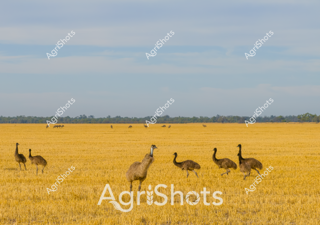 A stunning landscape showcasing a group of emus wandering through a golden wheat stubble field after harvest. The birds, with their distinctive long necks and brown feathered bodies, are scattered across the foreground and background of the image, standing among the short, uniform wheat stalks. The landscape stretches wide and flat, with a line of trees and vegetation marking the distant horizon under a soft, pale blue sky. These native Australian birds appear relaxed, some standing tall while others move casually across the harvested agricultural field, creating a quintessential rural Australian scene that captures the intersection of wildlife and farming landscapes. The rich yellow-gold color of the stubble field provides a striking contrast to the emus' earthy brown plumage, highlighting the beauty of Australia's agricultural regions during the post-harvest season.