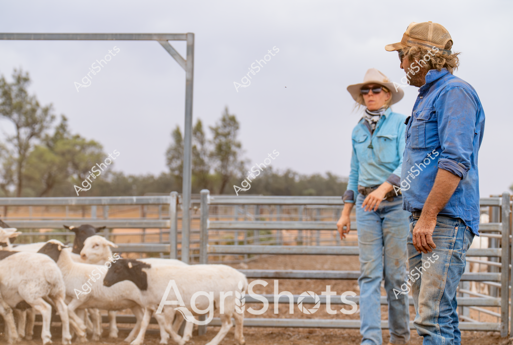Two farm workers stand observing a small flock of sheep in metal livestock yards under an overcast sky. A woman wearing a wide-brimmed white hat and light blue shirt stands alongside a man in a blue denim shirt and trucker cap, both positioned near metal cattle gates with several white and black sheep clustered in the pen. The rural setting features sparse trees in the background and a neutral, muted landscape typical of Australian pastoral regions. Their stance suggests they are assessing the livestock, with a professional and measured approach characteristic of experienced agricultural workers. The scene captures the quiet concentration of stock management, with the sheep moving subtly within the confined yard space, highlighting the careful observation required in livestock farming.
