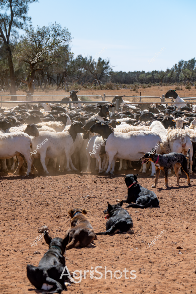 A typical Australian sheep station scene showcases a large mob of white sheep densely packed within a dusty yard, surrounded by metal livestock fencing. Several working dogs - black and brown in color - rest on the dry, reddish-brown earth in the foreground, vigilantly monitoring the flock. The dogs, appearing tired from mustering, are lying down in strategic positions around the yard, with some standing near the sheep.

The landscape reveals a classic arid Australian setting, with sparse eucalyptus trees in the background and a clear blue sky overhead. The sheep, likely a Merino breed common in Australian agriculture, are tightly clustered, creating a cloud-like mass of white amid the swirling dust. A few dogs of different coat colors, including a black and a mottled grey/brown dog, are positioned to control and protect the herd.

The image captures the essence of Australian pastoral farming - the hard work of livestock management, the partnership between skilled working dogs and farmers, and the challenging environmental conditions of rural Australia. The dry, compact ground and sparse vegetation highlight the resilience required in sheep farming across the continent's more arid regions.