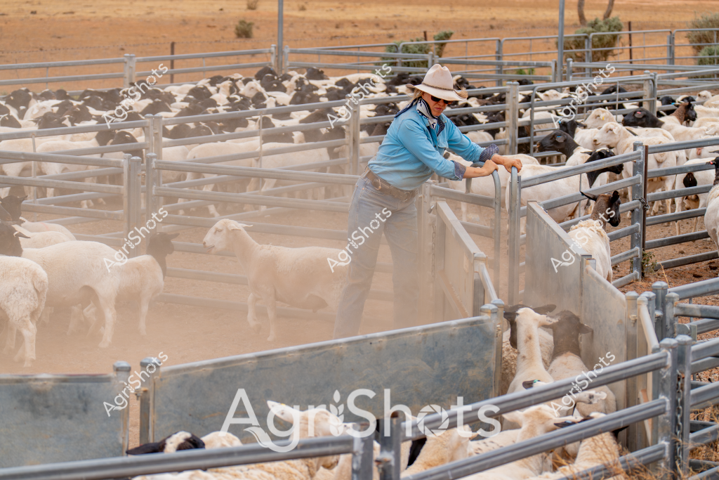 A woman stockman in a blue long-sleeved shirt and white cowboy hat manages a group of white and dark-colored goats in a dusty livestock yard. Metal livestock pens divide the paddock, creating systematic sections for animal movement and control. The arid, golden-brown landscape in the background suggests a dry inland Australian setting, likely in Queensland or Western Australia. Dust rises around the goats as they move between the metal gates, highlighting the challenging environmental conditions. The stockman leans confidently on the yard fence, demonstrating skilled livestock management techniques typical of Australian rural operations. Her positioning and attentive stance reveal the careful precision required in mustering and controlling livestock in remote agricultural settings.