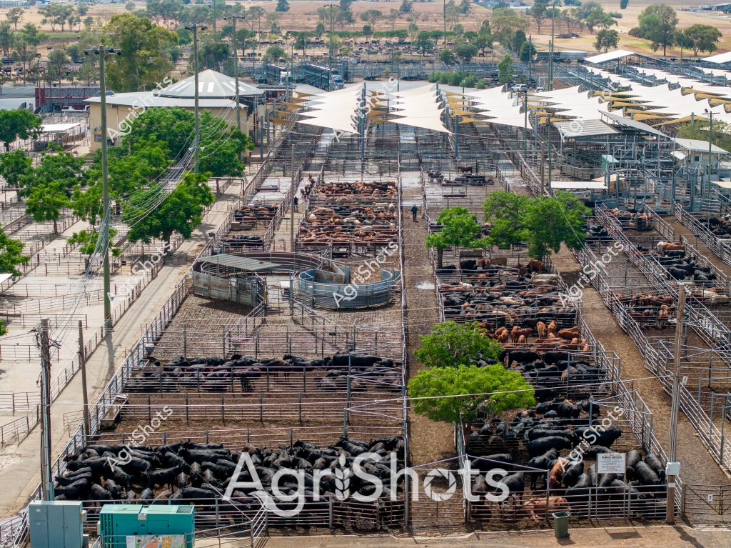 A comprehensive aerial view of a modern livestock saleyard, featuring multiple large fenced paddocks housing black and reddish-brown cattle. Crisp white shade structures span the facility, providing protection for the animals against intense sunlight. Circular water troughs are strategically positioned within the paddocks, ensuring hydration for the densely grouped cattle. Neatly arranged metal fencing and infrastructure create a systematic grid-like layout, with green trees interspersed between the pens, softening the industrial agricultural landscape. The surrounding terrain appears dry and dusty, typical of an inland Australian cattle-rearing region, with sparse vegetation and distant tree lines visible on the horizon. The scene demonstrates the scale and precision of contemporary beef cattle management, showcasing how advanced agricultural practices support large-scale livestock production.