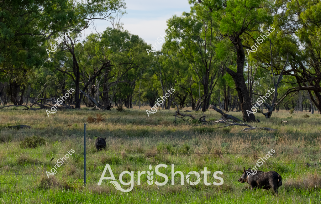 In this rural landscape, two black wild boars graze in a fenced grassland surrounded by mature eucalyptus trees. The scene captures a typical Australian woodland pasture, with scattered gray-green trees and dry grass creating a muted, natural backdrop. Fallen branches and weathered logs are scattered across the grassy field, suggesting an undisturbed natural environment. One boar stands closer to the foreground, while another is positioned further back near a fence line, both quietly foraging among the grass and low vegetation. The landscape appears to be in a temperate region, with the sparse, twisted trees and dry grass indicating potential drought or dry seasonal conditions typical of parts of rural Australia. The image provides a glimpse into the wild fauna inhabiting Australia's agricultural landscapes, showcasing the interaction between wildlife and traditional farming environments.