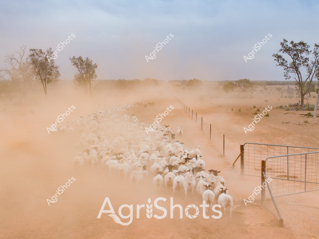 A large mob of white sheep moves through a dusty, arid landscape, kicking up a massive cloud of ochre-colored dust as they travel along a fenced paddock. Sparse eucalyptus trees frame the scene, their silhouettes barely visible through the thick dust haze. The sheep are tightly packed, moving in a long, disciplined line between fence posts that stretch toward the distant horizon. The dry, sunbaked ground and billowing dust clouds capture the harsh conditions of an Australian outback station, highlighting the resilience of both the livestock and the farmers who manage them. The landscape speaks to the challenging environment of inland Australia, where pastoral operations must navigate extreme drought and unforgiving terrain. The image powerfully illustrates the movement of livestock through a stark, unforgiving rural landscape, with the dust creating an almost ethereal atmosphere that softens the rugged details of the surrounding countryside.