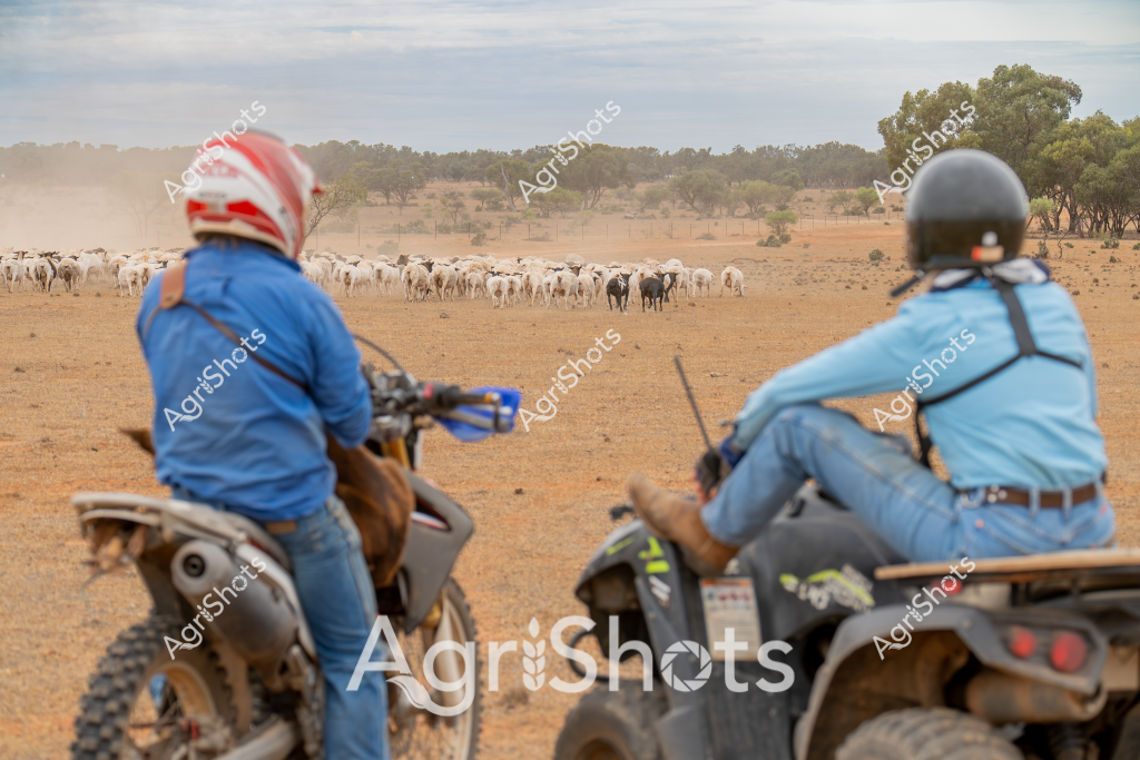 Two men on motorcycles muster a large herd of white and grey cattle across a dry, dusty paddock in what appears to be an arid or semi-arid region of Australia. The landscape is characterized by sparse eucalyptus trees on the horizon, reddish-brown earth, and minimal ground vegetation, suggesting challenging drought conditions. Both riders wear blue jackets and protective helmets, using their motorbikes to efficiently guide and move the livestock across the open terrain. The cattle are tightly grouped, moving as a cohesive mob through the sparse, sun-baked landscape. A light haze of dust rises behind the herd, indicating their movement and the dry environmental conditions. The scene captures the quintessential Australian agricultural practice of livestock management in a challenging rural environment.