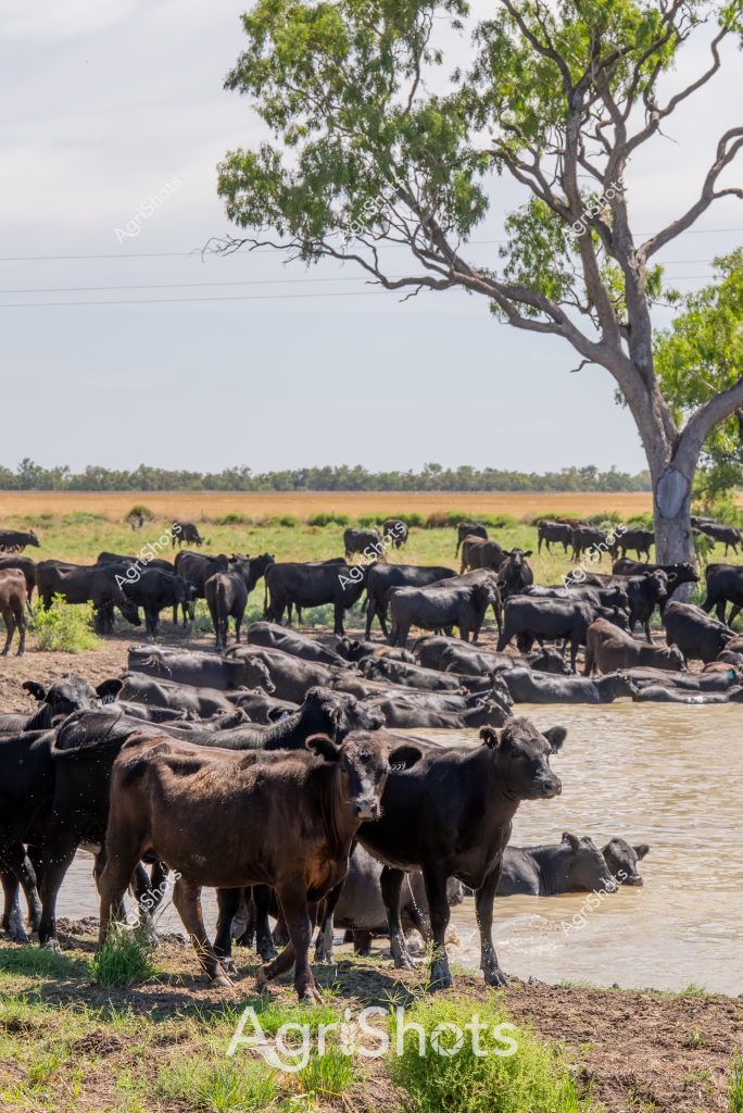 A herd of black cattle congregate around a waterhole on a rural Australian property, seeking relief from the heat. The cattle, likely a beef breed, are clustered both in and around the water, with some standing in the muddy bank and others submerged to cool down. A large, gnarled eucalyptus tree stands sentinel in the background, providing sparse shade across the expansive grassland landscape. The scene captures a typical moment of cattle management in the Australian outback, where water sources are crucial for livestock survival. Some animals are drinking while others are simply standing in the water to regulate their body temperature, demonstrating the adaptation of cattle to harsh rural environments. The dry grasslands and sparse vegetation in the background suggest this could be during a dry season or in a region prone to drought conditions.