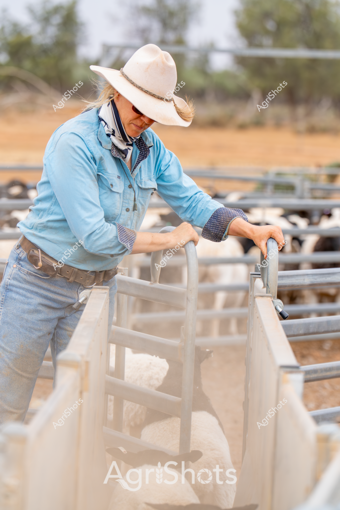A woman stockman wearing a light blue long-sleeved shirt, pale cowboy hat, and denim jeans leans over a metal livestock gate in a dry, arid paddock setting. Her polka-dotted shirt cuffs and careful posture suggest she is working with livestock, carefully managing the gate in what appears to be a rural Australian cattle or sheep station environment. Dusty golden grasslands and scattered trees stretch into the background, with metal livestock yards creating structured boundaries. Her attentive stance and practical workwear reflect the professional approach of modern rural agricultural workers, demonstrating the hands-on nature of managing livestock in challenging Australian landscapes. The soft lighting and muted color palette capture the quiet concentration required in daily farming operations.