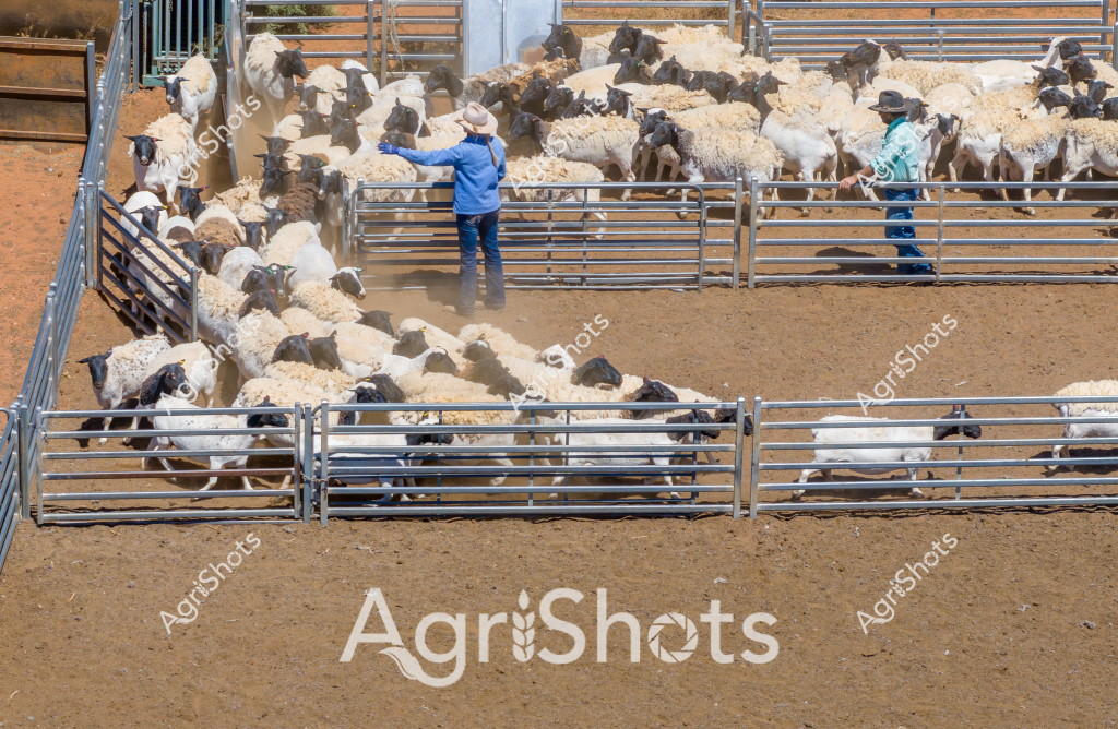 Two workers manage a large flock of sheep in a dusty livestock yard, carefully moving and sorting the animals through metal cattle gates and pens. A man in a blue long-sleeved shirt stands in the center of the enclosure, strategically positioning himself to guide the sheep's movement, while another worker in a light green shirt assists from a different section of the yard. The sheep appear to be a mixed flock of white and dark-colored animals, densely packed and creating clouds of dust as they shift between the metal rail compartments.

The ground is a rich reddish-brown earth typical of Australian agricultural landscapes, likely indicating an inland or outback location. Metal livestock handling gates create a complex system of pathways and sorting areas, demonstrating the sophisticated infrastructure used in sheep management. The overhead view reveals the precise choreography of animal handling, with the workers using careful positioning and movement to control the flock's direction.

This scene captures the essential skill and physical labor of livestock management, showcasing the intricate process of moving and sorting sheep in a professional agricultural setting. The dust, metal infrastructure, and coordinated human movements highlight the challenging and precise nature of Australian sheep farming.