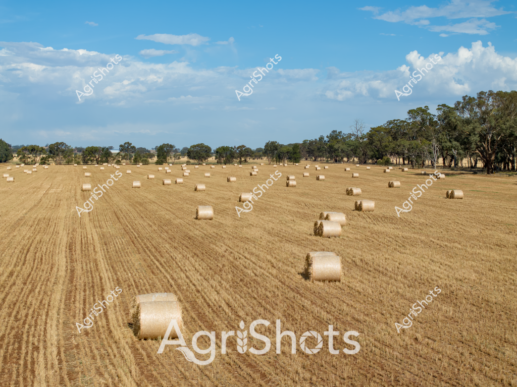 A golden harvested paddock stretches across the landscape, dotted with numerous round hay bales in warm beige tones. Mature eucalyptus trees line the horizon, creating a classic Australian rural backdrop under a expansive blue sky with scattered white clouds. The neatly arranged hay bales are the result of careful harvesting, likely using modern agricultural machinery that has systematically cut and rolled the dry grass or crop stubble. Rows of carefully positioned bales demonstrate the precision of contemporary farming techniques, with each cylindrical bundle positioned to maximize field efficiency and future fodder storage. The scene captures the essence of Australian broadacre farming - a landscape of golden stubble, carefully managed agricultural land, and the rhythmic patterns created by hay production. The wide-open field suggests this is likely in a grain-growing region of southern Australia, possibly in wheat or mixed crop country in states like Victoria, New South Wales, or South Australia during late summer or early autumn harvest season.
