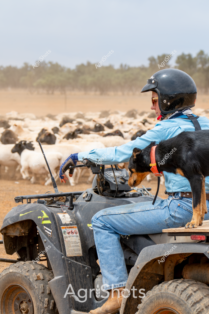 A skilled stockman sits on an all-terrain vehicle (ATV) in a dry, dusty paddock, carefully managing a large herd of sheep. Wearing a black safety helmet, blue work shirt, and denim jeans, the stockman is accompanied by a working dog, likely a trained Australian Kelpie, sitting beside him on the quad bike. The surrounding landscape is typical of an arid Australian rural setting, with scattered trees and sparse vegetation in the background, indicating potential drought conditions.

The herd of sheep, predominantly white with some darker individuals, are densely grouped together, creating a textured mass across the parched ground. The stockman's ATV is a robust, well-used machine, covered in dust and equipped with practical accessories for farm work. The scene captures the essence of Australian livestock management - a lone stockman using modern equipment and a skilled working dog to control and move a large flock across challenging terrain.

The muted color palette of browns, tans, and blues reflects the harsh rural environment, showcasing the resilience and adaptability required in Australian agricultural practices. This image epitomizes the day-to-day work of livestock management in remote, arid regions of Australia.