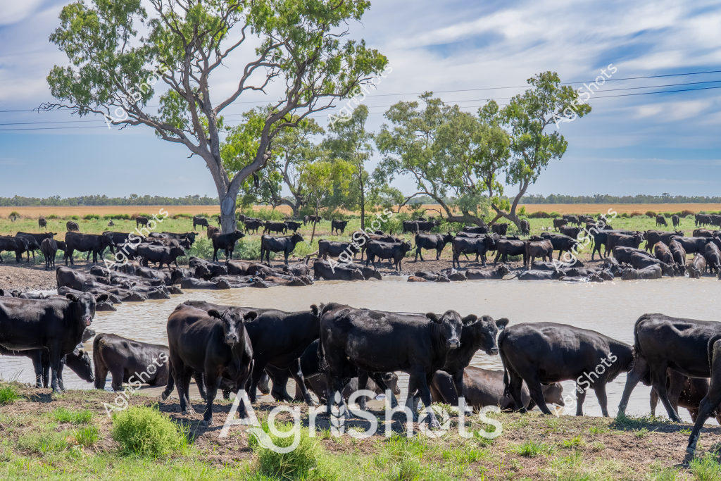 A large herd of black cattle crowd around a waterhole on a sprawling Australian cattle station, seeking relief from the heat. The mature beef cattle, likely Angus or Droughtmaster breed, stand partially submerged in the muddy water, with some lying down to cool off. Gnarled eucalyptus trees provide scattered shade across the dry grassland, creating a classic outback pastoral scene. Power lines in the distance hint at the property's infrastructure, while the wide-open landscape stretches to the horizon under a pale blue sky with wispy clouds. The cattle appear well-conditioned, clustered tightly around the water source, demonstrating typical livestock behavior during hot conditions. This image captures the essence of extensive cattle farming in rural Australia, showcasing the animals' adaptation to harsh environmental conditions.