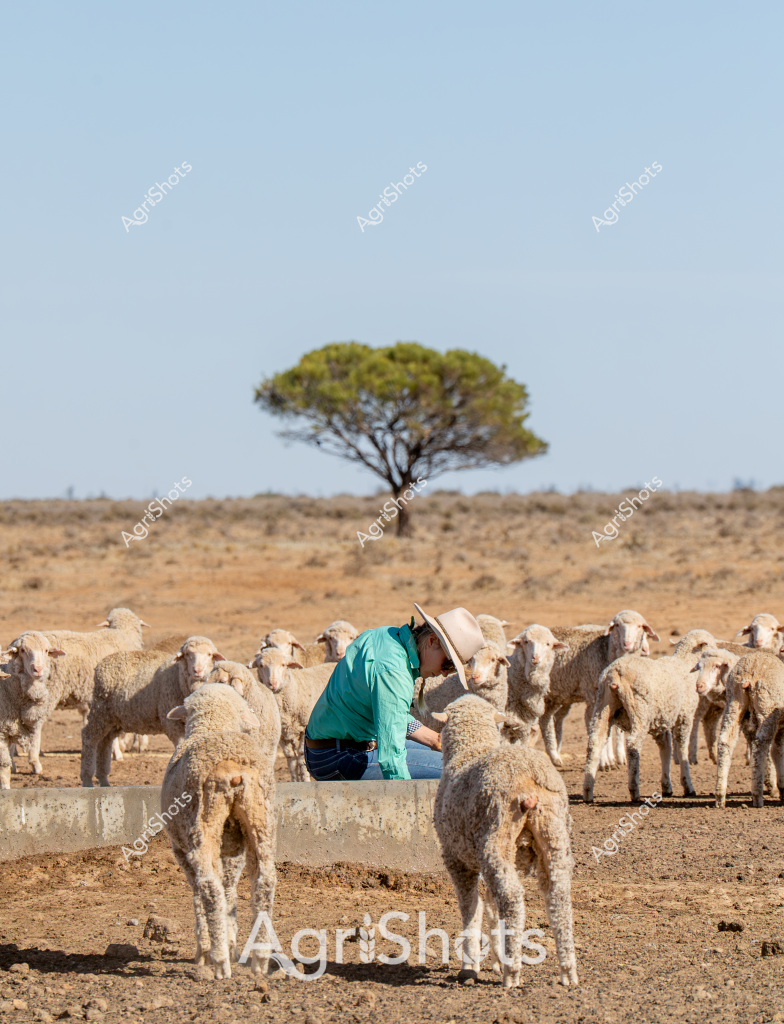 A dedicated woman stockman tends to a flock of Merino sheep in a sparse, arid landscape. Wearing a teal green shirt and a wide-brimmed sun hat, she carefully works among the woolly white sheep gathered around a concrete trough. The barren paddock stretches out to the horizon, with a single, distinctive acacia tree standing solitary against the pale blue sky, symbolizing the resilience of Australian pastoral life.

The sheep, with their dense, cream-colored fleece, cluster tightly around the water source, highlighting the critical importance of water management in this dry environment. The ground is hard-packed and dusty, indicating challenging drought conditions typical of many Australian rural regions. The woman's posture and careful attention suggest years of experience in managing livestock in harsh agricultural settings.

This image captures the essence of Australian sheep farming - the intimate relationship between the stockman and the flock, the stark beauty of the landscape, and the ongoing challenge of sustaining agriculture in a challenging environment. The scene speaks to the skill, dedication, and adaptability required in Australian pastoral agriculture.