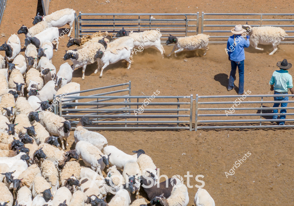 A dynamic sheep mustering scene unfolds in an arid Australian livestock yard, with a large flock of white and black-headed sheep moving through metal livestock gates. Two workers, a man in a blue shirt and another in a turquoise top and wide-brimmed hat, carefully manage the sheep's movement through the paddock's corral system. The sheep appear to be Dorper or Merino crossbreed, with distinctive black heads and white woolly bodies, clustered tightly and moving in coordinated groups across the dusty, sun-baked ground. 

The metal yard gates create a systematic pathway, guiding the livestock through different pens with precision. Shadows are sharp and defined, indicating bright midday sunlight typical of an Australian rural setting. The scene captures the expertise of stockmen in managing livestock, with their careful positioning and movement controlling the flow of the sheep herd. The environment suggests an inland pastoral station, with hard-packed earth and minimal vegetation, reflecting the challenging conditions of Australian sheep farming.

The composition emphasizes the scale and complexity of sheep management, showcasing the critical role of skilled workers and infrastructure in moving and controlling livestock herds across vast agricultural landscapes.