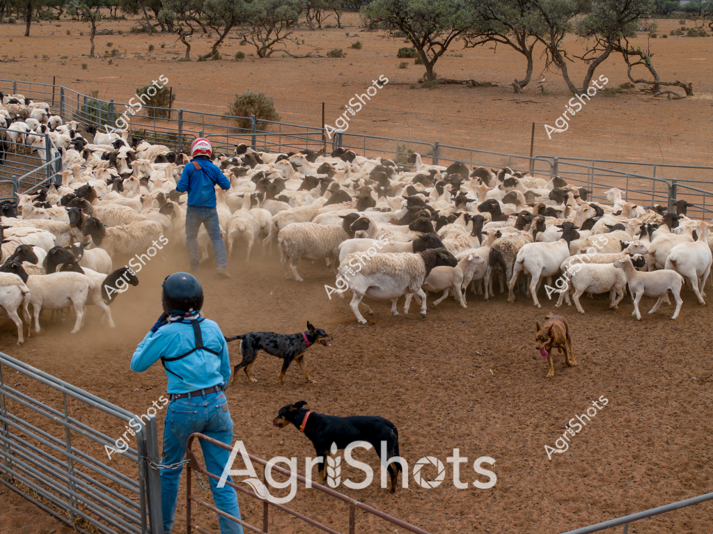 A man stockman and his working dogs expertly manage a large flock of mixed white and dark-colored sheep in a dusty, arid paddock. The scene captures a quintessential Australian livestock management moment, with sparse eucalyptus trees dotting the rusty-red landscape in the background. Two working dogs - one black and one reddish-brown - assist the stockmen in herding and controlling the dense mob of sheep within metal yard fencing. A woman in a blue jacket and helmet stands near the gate, adding additional support to the mustering operation. The ground is dry and kicked up with dust, reflecting the challenging environmental conditions typical of Australian pastoral regions. Multiple breeds of sheep - likely including Merino and cross-bred varieties - are tightly packed within the holding yard, showcasing the complexity of sheep farming in an challenging landscape.