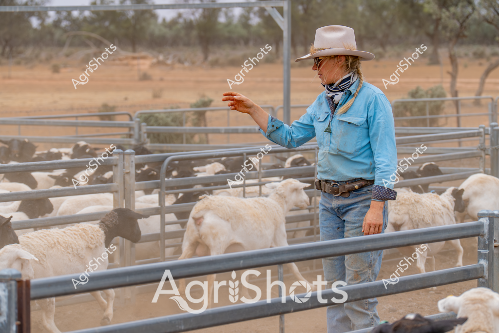 A woman stockman in a light blue work shirt, pale cowboy hat, and blue jeans stands amid a livestock yard, managing a flock of white sheep. The rural Australian landscape stretches behind her - a dry, dusty paddock with sparse trees and golden-brown vegetation typical of an arid agricultural region. Metal livestock yards with sturdy steel fencing contain the sheep, which appear to be Merino or similar wool-producing breed, clustered together in the enclosed space. The stockman gestures with her hand, likely directing or assessing the flock, wearing a face covering and demonstrating the practical, hardy approach of Australian rural workers. Her stance and attire reflect generations of agricultural expertise, with the harsh landscape serving as a backdrop to this everyday scene of livestock management.

The image captures the essence of Australian sheep farming - a blend of professional skill, rugged environment, and the ongoing work of agricultural production. The muted color palette of blue shirt, tan landscape, and gray metal fencing creates a harmonious visual representation of life on a rural station.