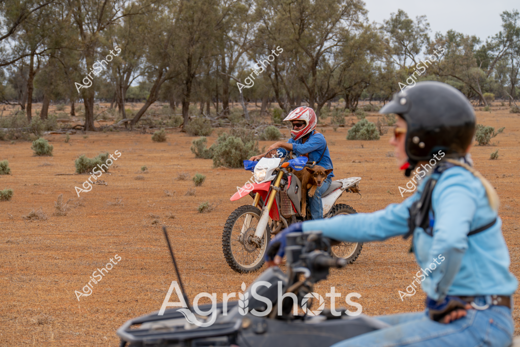 A dirt bike rider in blue clothing and a red helmet navigates an arid landscape, accompanied by a dog riding along on the motorcycle. Sparse eucalyptus trees and low scrub vegetation populate the reddish-brown terrain, creating a classic Australian outback scene. Another rider in blue, wearing a black helmet, is partially visible in the foreground, suggesting this is a shared outdoor adventure. The dry, dusty environment with scattered trees and ground-hugging bushes highlights the rugged nature of rural Australian terrain. The motorcyclists appear to be exploring or traversing the remote landscape, showcasing the spirit of adventure and mobility in challenging outback conditions.