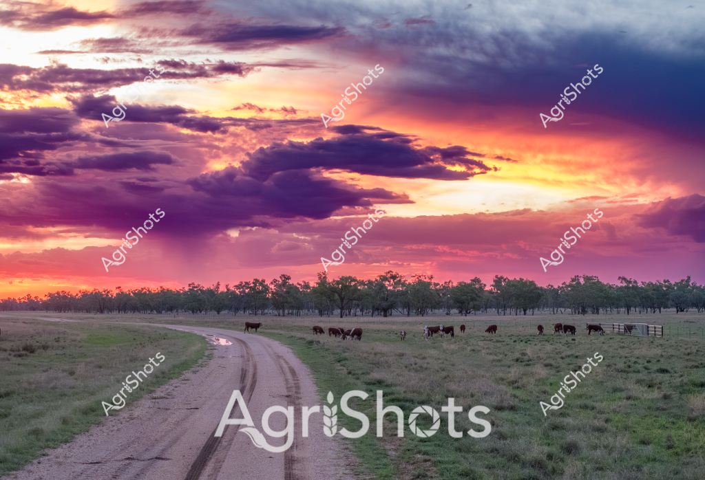 A breathtaking rural sunset landscape captures a small herd of cattle grazing peacefully in a grassy paddock, with a winding dirt track leading through the foreground. The sky explodes with dramatic colors - vibrant oranges, deep purples, and golden yellows - creating a stunning backdrop of clouds and light. Several cattle, likely beef breed, are scattered across the pasture, some grazing while others stand quietly among sparse trees that line the horizon. The curved dirt road adds depth to the composition, leading the eye from the foreground through the pastoral scene towards the spectacular sunset. Soft green grass covers the ground, indicating good seasonal conditions with plenty of feed for the livestock. The image beautifully captures the quintessential Australian rural landscape, showcasing the serene connection between livestock, land, and the dramatic natural environment.