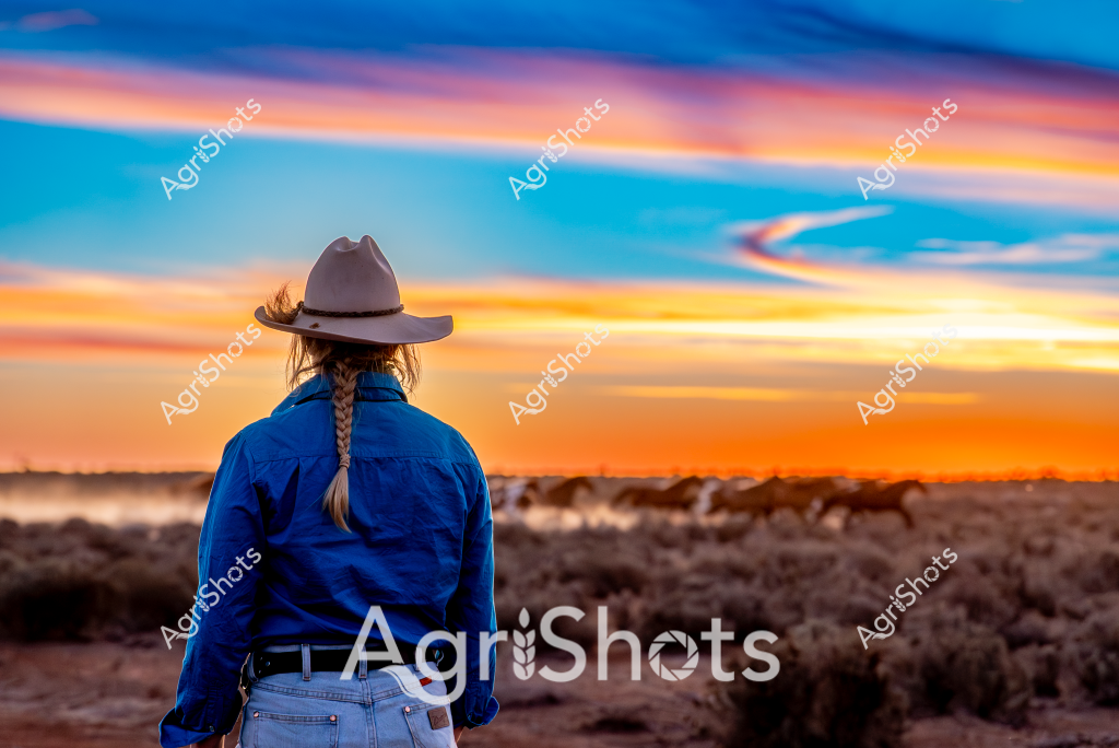 A woman stockman gazes across a sweeping rural landscape at sunset, wearing a cream cowboy hat and a vibrant blue long-sleeved work shirt. Her braided hair hangs down her back as she surveys a distant herd of cattle silhouetted against the horizon. The sky erupts in a breathtaking palette of orange, yellow, and deep blue, with wispy clouds stretching across the atmospheric canvas. The foreground reveals a rugged, arid terrain typical of Australian outback country - sparse scrubland and low bushes extending to a distant treeline. The scene captures the quintessential moment of a rural worker reflecting on the day's end, embodying the solitude and raw beauty of Australian agricultural landscapes. The warm light bathes the scene in a golden glow, highlighting the connection between the stockwoman and the expansive, untamed environment around her.